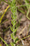 Hairy St. Johnswort